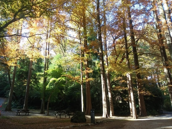 生田緑地紅葉　メタセコイアの林　梅園入口階段のスペース　手前グラデーションがきれいな林