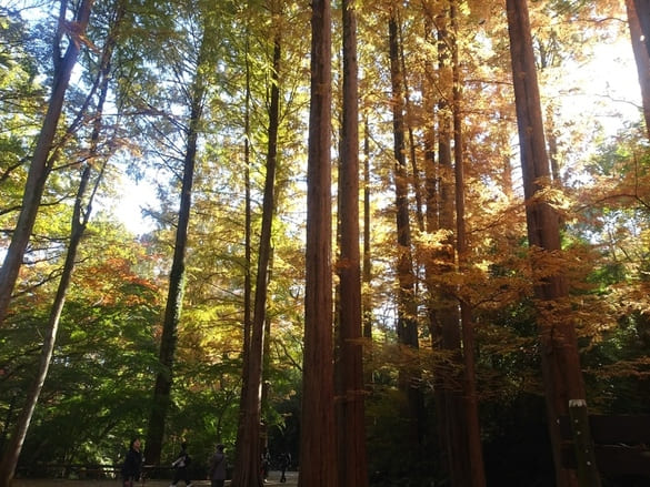 生田緑地紅葉　メタセコイアの林　梅園入口と岡本太郎美術館手前はもう紅色が鮮やかだった