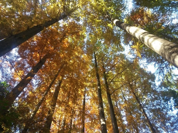 生田緑地紅葉　階段手前付近の木を見上げると黄色の葉から明るい光が透けて見える