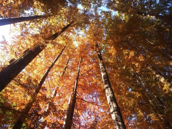 生田緑地紅葉　梅園への階段付近の木を見上げると紅色が多くなった葉からはオレンジ色の光が漏れてくるのがわかる