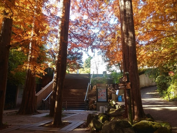 生田緑地紅葉　岡本太郎美術館入口階段　両脇は紅の葉で彩られている