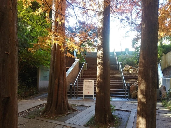 生田緑地紅葉　岡本太郎美術館入口階段の真ん前に立て看板が見える