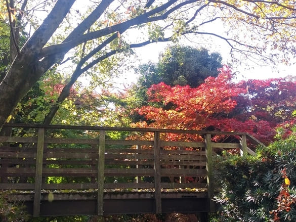生田緑地紅葉　西口伝統工芸館にかかる橋(？)