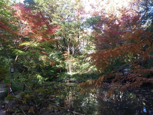 生田緑地紅葉　奥の池は冬前なのでまだ池の水が残っている