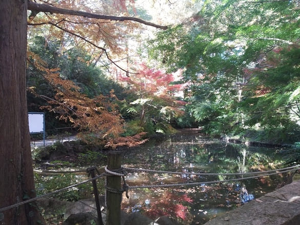 生田緑地紅葉　奥の池の水面に映る紅葉