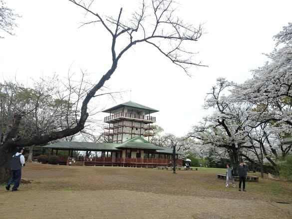 生田緑地紅葉　桝形山　展望台　参考写真2024年4月の桜の時期