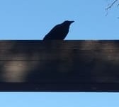 生田緑地紅葉　桝形山　門の上にカラスが止まっている