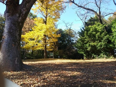 生田緑地紅葉　桝形山の巨大イチョウ