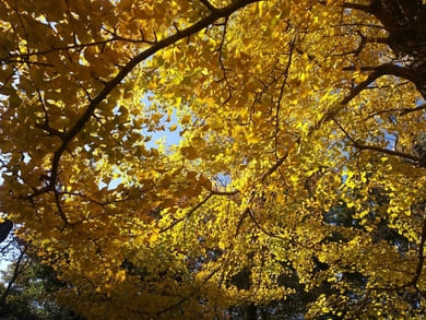 生田緑地紅葉　桝形山　イチョウ　見事なカロテン色素形成