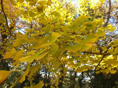 生田緑地紅葉　桝形山　イチョウ　この辺はまだほんのり緑が残っていて水彩画のような美しさ
