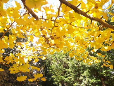 生田緑地紅葉　桝形山　イチョウ　木の下から陽を透かしてイチョウの葉を見ると鮮やかな黄色が際立ち息をのむほどに美しい