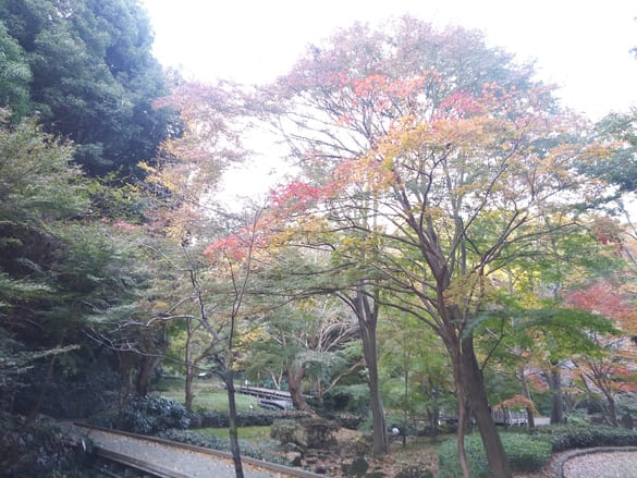 東高根森林公園紅葉 湿生植物園分かれ道付近