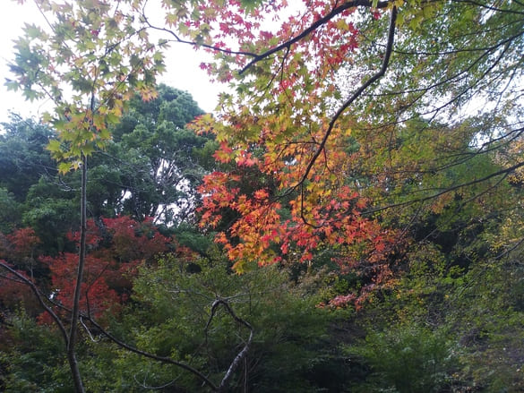 東高根森林公園紅葉 湿生植物園に渡る橋手前のもみじ