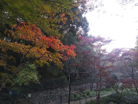 東高根森林公園紅葉 湿生植物園に渡る橋手前のもみじ
