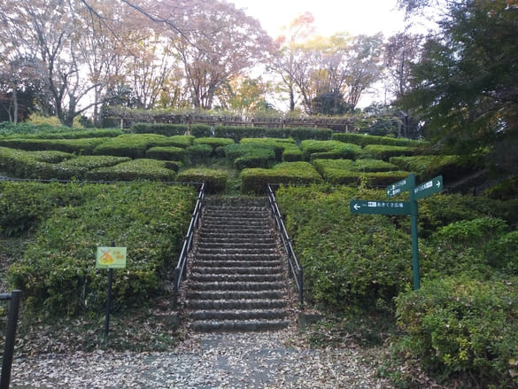 東高根森林公園紅葉 藤棚に向かう階段上