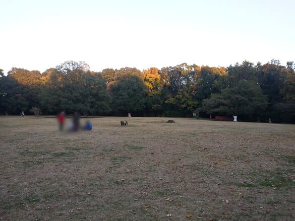 東高根森林公園紅葉 古代芝生広場の大木がなくなっていた