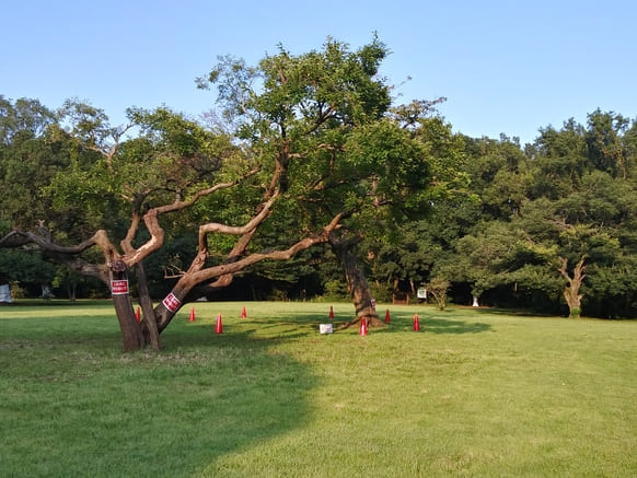東高根森林公園 古代芝生広場大木2024年8月撮影分ではまだ木は残っていてテープ出進入禁止になっていた