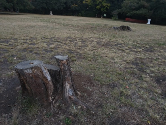 東高根森林公園 古代芝生広場大木2025/11の様子 切株だけが残っている