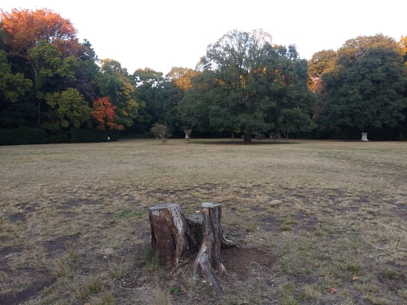 東高根森林公園紅葉 古代芝生広場 切株と共に