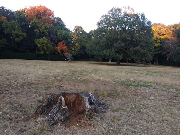 東高根森林公園紅葉 古代芝生広場 切株と共に