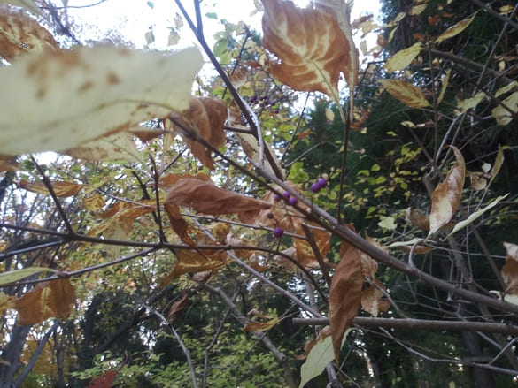 東高根森林公園紅葉 ムラサキシキブ 萎びてしまった実と黄色く色づいた葉