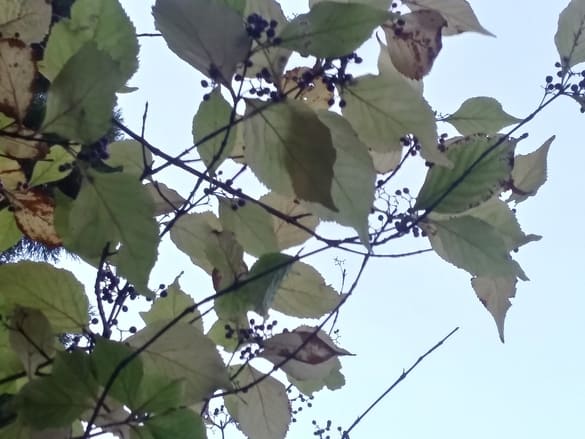 東高根森林公園紅葉 ムラサキシキブ 手が届かない程高い所にある紫の実