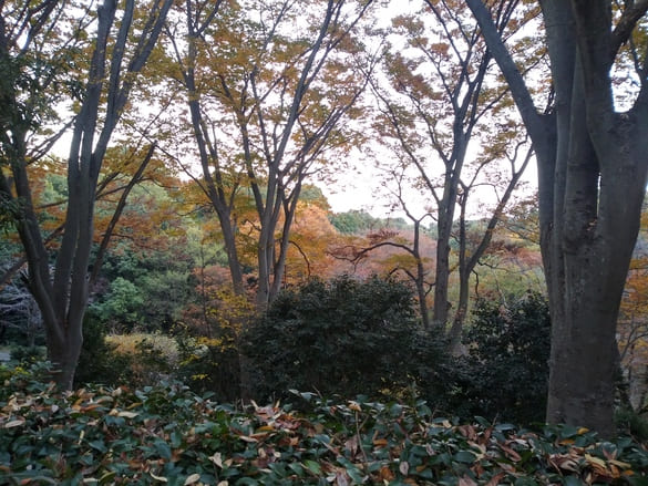 東高根森林公園紅葉 古代植物園からケヤキ広場へと下る途中の紅葉