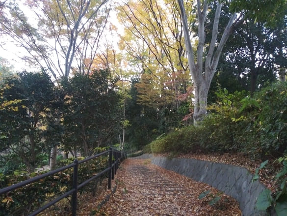 東高根森林公園紅葉 古代植物園からケヤキ広場へと下る途中の紅葉 落葉で道が敷き詰められている