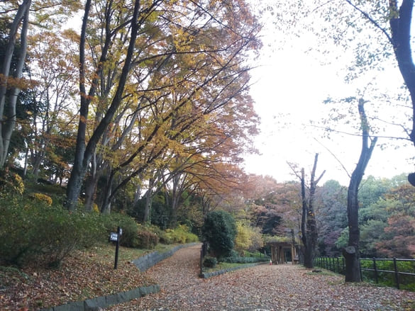 東高根森林公園紅葉 パーゴラ広場をしゃがんで撮影