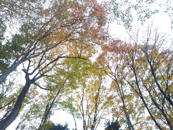 東高根森林公園紅葉 しゃがんで見上げた木