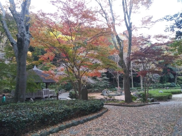 東高根森林公園紅葉 中央園路(湿生植物園分岐点)の紅葉