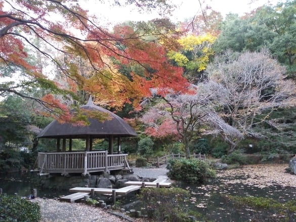 東高根森林公園紅葉 中央園路川と小屋のある場所のもみじがきれいに色づいている