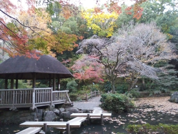 東高根森林公園紅葉 中央園路からケヤキ広場をぐるっと回る道を見る