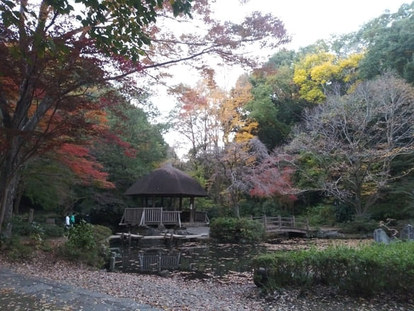 東高根森林公園紅葉 中央園路から ここから撮影すると枝が小屋にかかる塩梅がとても素敵