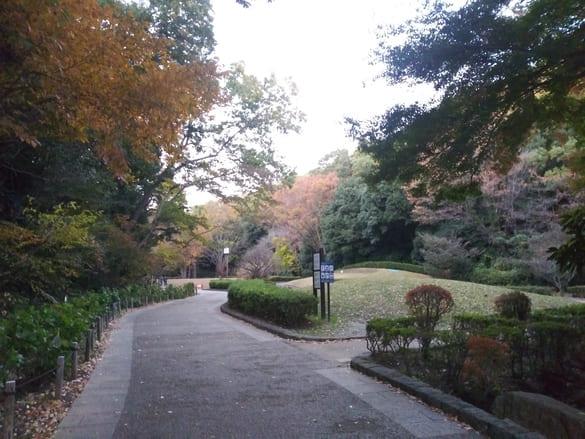 東高根森林公園紅葉 ケヤキ広場を望む 夕方近くで人が少ない
