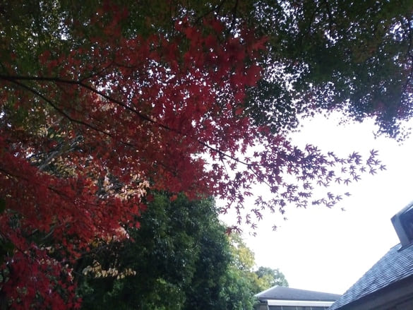 東高根森林公園紅葉 南口トイレ真横のもみじは鮮やかな紅色