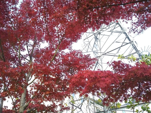 東高根森林公園紅葉 出会いの広場の紅一色のもみじ