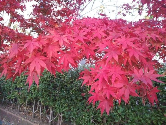 東高根森林公園紅葉 出会いの広場の紅一色のもみじ