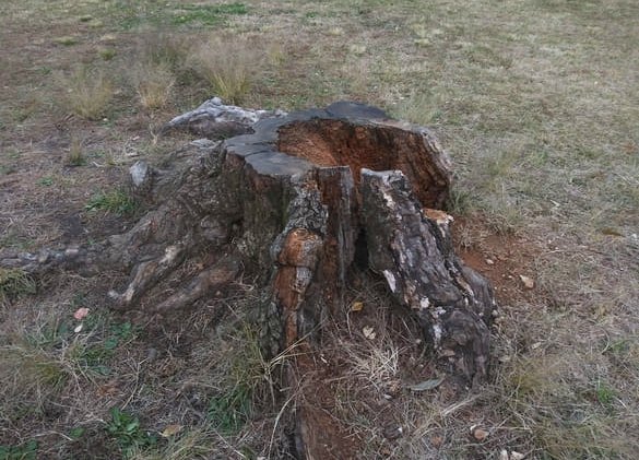 東高根森林公園 古代芝生広場の伐採された大木