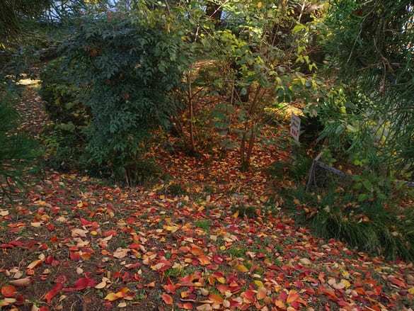 川崎市宮前区その他の紅葉 第四児童公園の桜の落葉