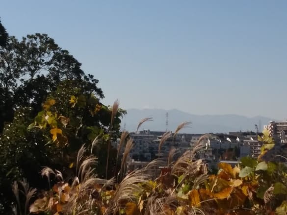 川崎市宮前区その他の紅葉 向ヶ丘緑地から見た富士山とススキ