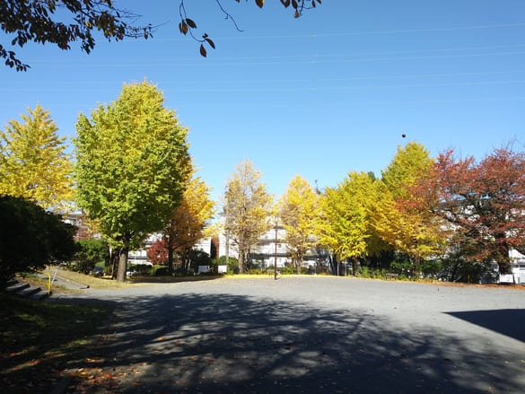 川崎市宮前区その他の紅葉 向ヶ丘公園のイチョウ