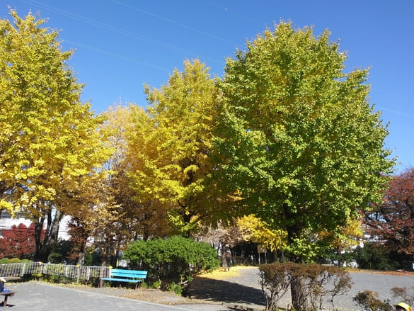 川崎市宮前区その他の紅葉 向ヶ丘公園桜とイチョウ