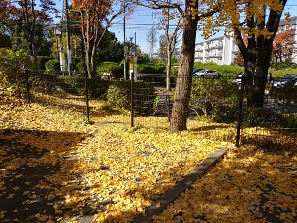 川崎市宮前区その他の紅葉 向ヶ丘公園のイチョウは黄色い絨毯を作っていた