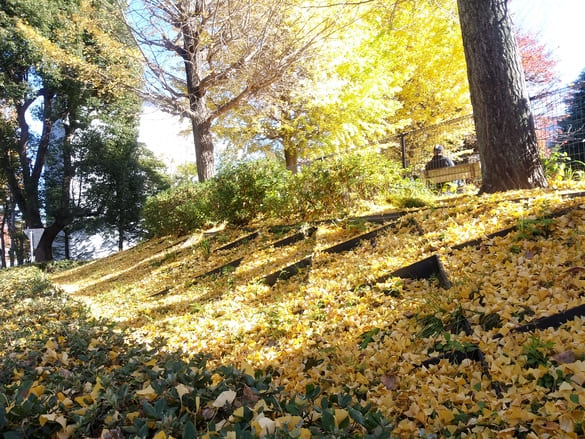 川崎市宮前区その他の紅葉 向ヶ丘公園のイチョウの黄色い絨毯は公園外の傾斜にもあった