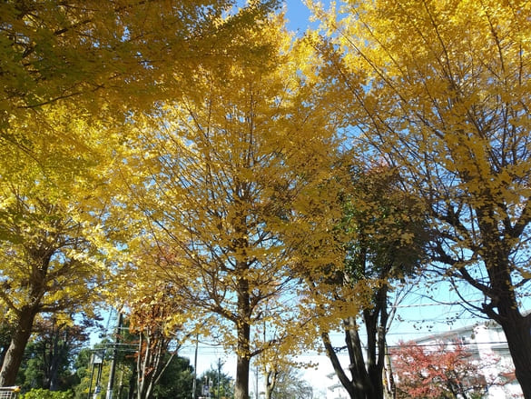 川崎市宮前区その他の紅葉 向ヶ丘公園のイチョウは落葉も凄いがまだ木も葉が沢山ある