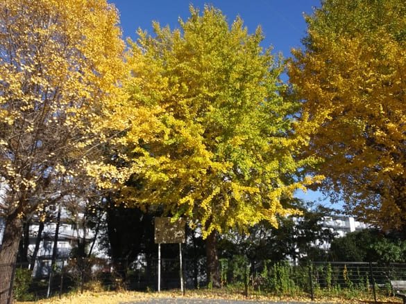 川崎市宮前区その他の紅葉 向ヶ丘公園のイチョウは落葉も沢山あるが気によってはまだ緑を帯びた葉を残す