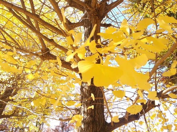 川崎市宮前区その他の紅葉 向ヶ丘公園イチョウを下から眺める、黄色の光が差し込んで美しい
