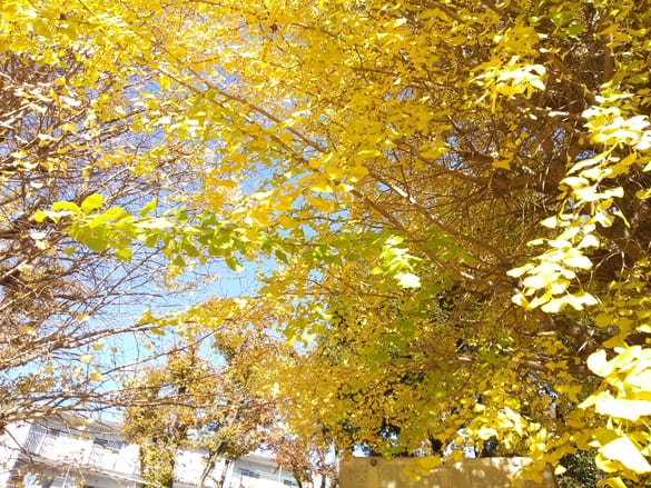 川崎市宮前区その他の紅葉 向ヶ丘公園イチョウを下から眺める、上の枝まで続く美しい黄色の葉で空が隠れてしまう
