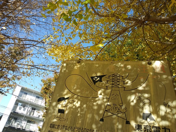 川崎市宮前区その他の紅葉 向ヶ丘公園イチョウを下から眺める、後ろに見えるのはグリーンハイツ